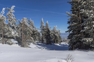 Vitosha Mountain kış manzarası kar ile şaşırtıcı kaplı ağaçlar, Sofya şehir bölge, Bulgaristan