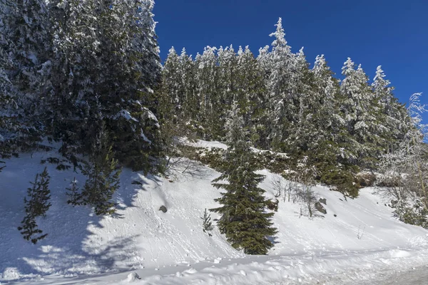 Vitosha Mountain kış manzarası kar ile şaşırtıcı kaplı ağaçlar, Sofya şehir bölge, Bulgaristan