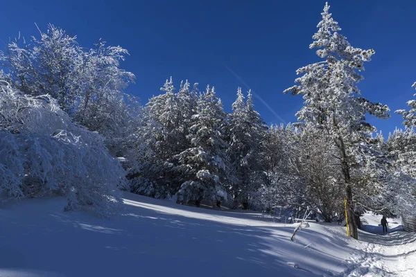 Paisagem Inverno Incrível Montanha Vitosha Com Árvores Cobertas Neve Região — Fotografia de Stock