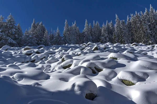 Vitosha Mountain Kış Manzarası Kar Ile Şaşırtıcı Kaplı Ağaçlar Sofya — Stok fotoğraf