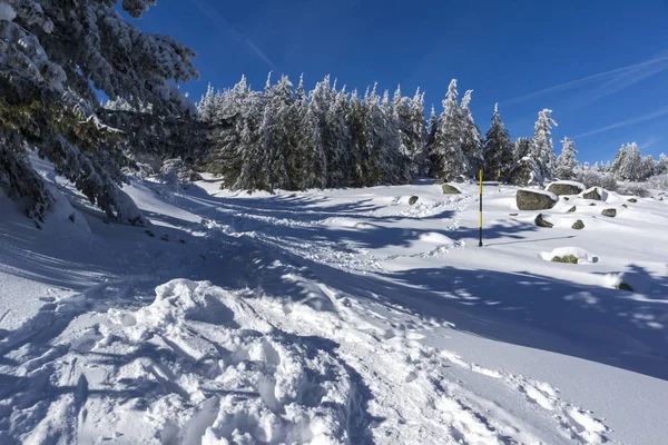 Úžasné Zimní Krajina Pohoří Vitoša Sněhem Zahrnuty Stromy Region Města — Stock fotografie