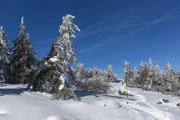 Paisagem Inverno Incrível Montanha Vitosha Com Árvores Cobertas Neve Região — Fotografia de Stock