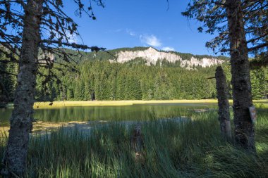Yaz peyzaj çimenli (Trevistoto) Paşmaklı gölde Rodop Dağları, bölge Smolyan, Bulgaristan