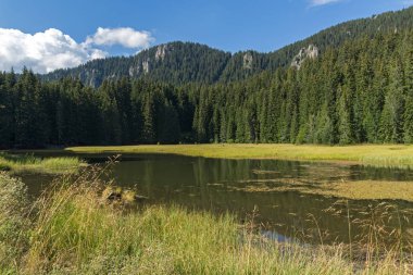 Yaz peyzaj çimenli (Trevistoto) Paşmaklı gölde Rodop Dağları, bölge Smolyan, Bulgaristan