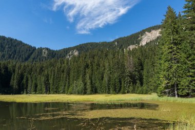 Yaz peyzaj çimenli (Trevistoto) Paşmaklı gölde Rodop Dağları, bölge Smolyan, Bulgaristan
