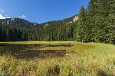 Yaz peyzaj çimenli (Trevistoto) Paşmaklı gölde Rodop Dağları, bölge Smolyan, Bulgaristan