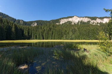Yaz peyzaj çimenli (Trevistoto) Paşmaklı gölde Rodop Dağları, bölge Smolyan, Bulgaristan