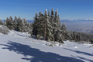 Bulgaristan 'ın Sofya Şehir Bölgesi, Vitosha Dağı' nın İnanılmaz Kış manzarası