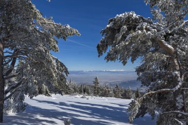 Bulgaristan 'ın Sofya Şehir Bölgesi, Vitosha Dağı' nın İnanılmaz Kış manzarası