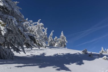 Bulgaristan 'ın Sofya Şehir Bölgesi, Vitosha Dağı' nın İnanılmaz Kış manzarası