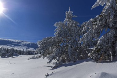 Bulgaristan 'ın Sofya Şehir Bölgesi, Vitosha Dağı' nın İnanılmaz Kış manzarası