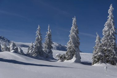 Bulgaristan 'ın Sofya Şehir Bölgesi, Vitosha Dağı' nın İnanılmaz Kış manzarası