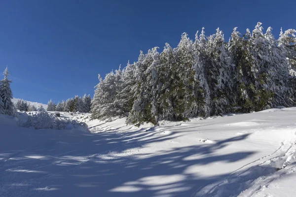 Incredibile Paesaggio Invernale Della Montagna Vitosha Sofia City Region Bulgaria — Foto Stock