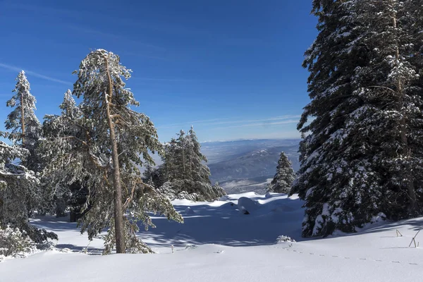 Paisagem Inverno Incrível Montanha Vitosha Região Cidade Sofia Bulgária — Fotografia de Stock