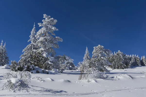 Incredibile Paesaggio Invernale Della Montagna Vitosha Sofia City Region Bulgaria — Foto Stock