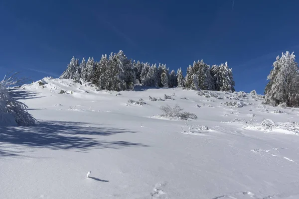 Incredibile Paesaggio Invernale Della Montagna Vitosha Sofia City Region Bulgaria — Foto Stock