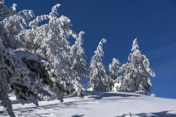 Amazing Winter Landscape Vitosha Mountain Sofia City Region Bulgaria — Stock Photo, Image