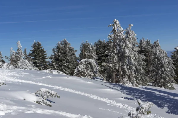 Paisagem Inverno Incrível Montanha Vitosha Região Cidade Sofia Bulgária — Fotografia de Stock