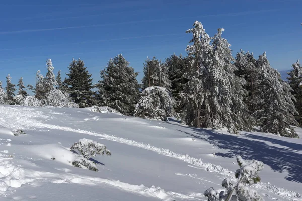 Úžasné Zimní Krajina Pohoří Vitoša Region Města Sofia Bulharsko — Stock fotografie