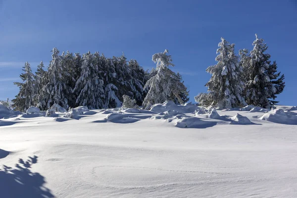 Incredibile Paesaggio Invernale Della Montagna Vitosha Sofia City Region Bulgaria — Foto Stock