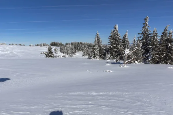 Εκπληκτικό Χειμερινό Τοπίο Του Βουνού Vitosha Περιφέρεια Της Πόλης Της — Φωτογραφία Αρχείου