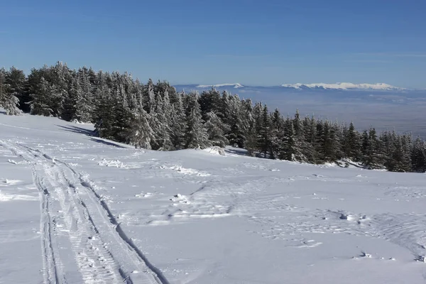 Fantastiskt Vinterlandskap Vitosha Mountain Sofia City Region Bulgarien — Stockfoto