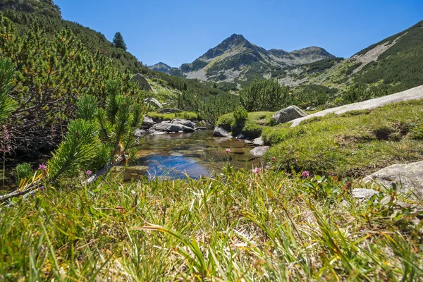 Paysage Estival Avec Rivière Valyavitsa Sommet Chukar Valyavishki Montagne Pirin — Photo