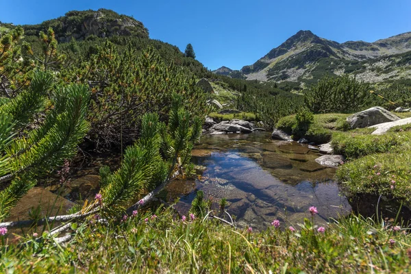 Paysage Estival Avec Rivière Valyavitsa Sommet Chukar Valyavishki Montagne Pirin — Photo