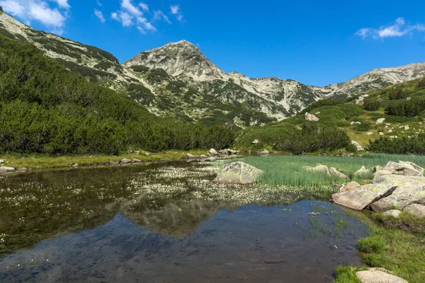 Sommerlandskapet Ved Mountain River Hvoynati Pirin Mountain Bulgaria – stockfoto