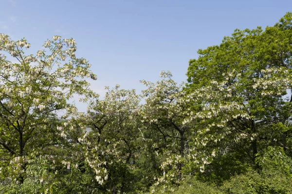 Ruse Bulgarien Maj 2008 Donaufloden Passerar Genom Staden Ruse Bulgarien — Stockfoto