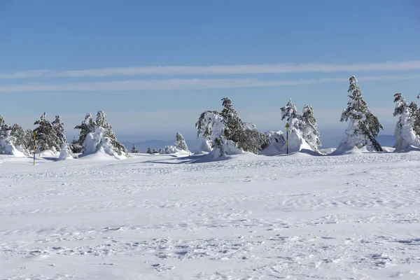 保加利亚索菲亚城市地区维托沙山高原 普拉托 地区令人惊叹的冬季景观 — 图库照片
