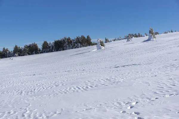 Superbe Paysage Hivernal Région Plateau Platoto Montagne Vitosha Région Sofia — Photo