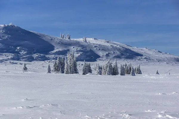 Erstaunliche Winterlandschaft Des Plateaus Platoto Gebiet Vitosha Berg Sofia Stadt — Stockfoto