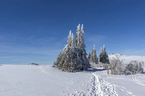Καταπληκτικό Χειμωνιάτικο Τοπίο Οροπέδιο Platoto Περιοχή Βουνό Βίτοσα Πόλη Περιοχή — Φωτογραφία Αρχείου