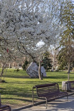 Sofia, Bulgaristan - 27 Mart 2019: Bahar manzara ağaçlar ve bahçeleri, Park Zaimov City, Sofia, Bulgaristan