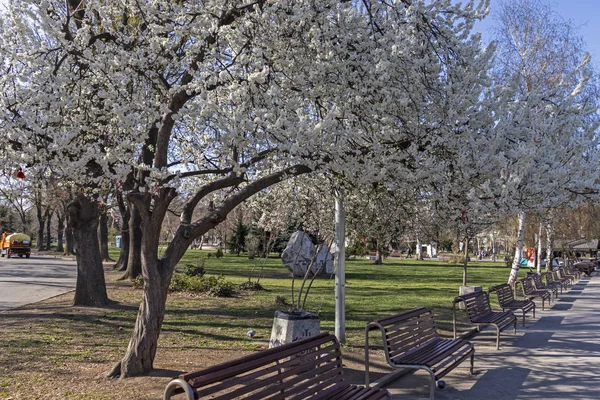 Sofia Bulgarie Mars 2019 Paysage Printanier Avec Arbres Jardins Parc — Photo