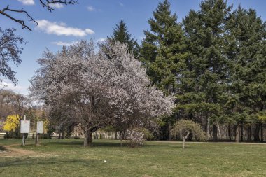 Sofia, Bulgaristan - 27 Mart 2019: Muhteşem bahar manzara South Park şehir Sofya, Bulgaristan