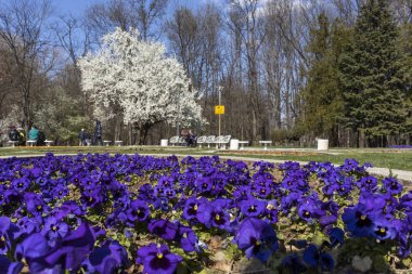 Sofia, Bulgaristan - 27 Mart 2019: Muhteşem bahar manzara South Park şehir Sofya, Bulgaristan