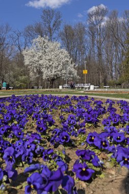 Sofia, Bulgaristan - 27 Mart 2019: Muhteşem bahar manzara South Park şehir Sofya, Bulgaristan
