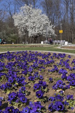Sofia, Bulgaristan - 27 Mart 2019: Muhteşem bahar manzara South Park şehir Sofya, Bulgaristan