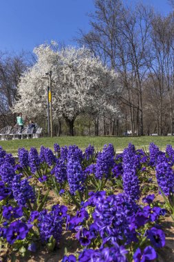Sofia, Bulgaristan - 27 Mart 2019: Muhteşem bahar manzara South Park şehir Sofya, Bulgaristan