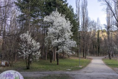 Sofia, Bulgaristan - 27 Mart 2019: Muhteşem bahar manzara South Park şehir Sofya, Bulgaristan