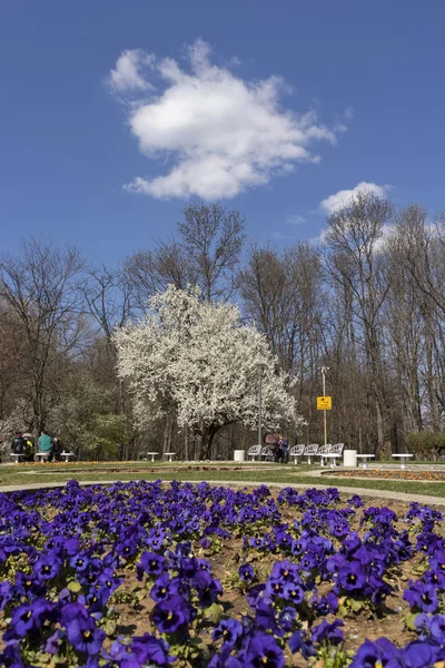 Sofia, Bulgaristan - 27 Mart 2019: Muhteşem bahar manzara South Park şehir Sofya, Bulgaristan