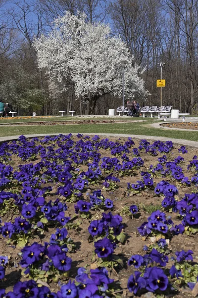 Sofia, Bulgaristan - 27 Mart 2019: Muhteşem bahar manzara South Park şehir Sofya, Bulgaristan