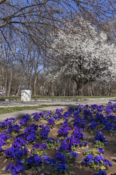 Sofia, Bulgaristan - 27 Mart 2019: Muhteşem bahar manzara South Park şehir Sofya, Bulgaristan