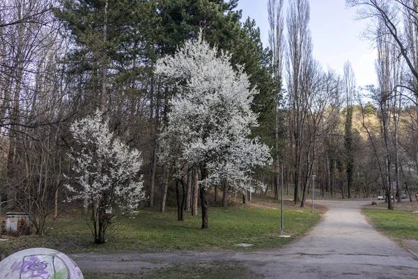 Sofia Bułgaria Marca 2019 Krajobraz Amazing Wiosna South Park Mieście — Zdjęcie stockowe