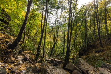 Devin kasabası yakınlarındaki yeşil orman, Rodop Dağları, Bulgaristan