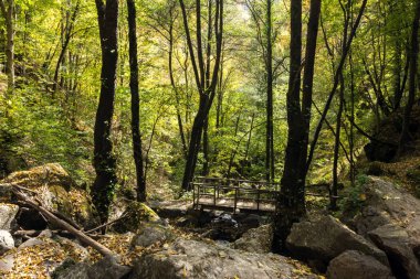 Devin kasabası yakınlarındaki yeşil orman, Rodop Dağları, Bulgaristan