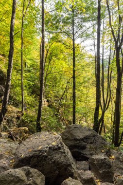 Devin kasabası yakınlarındaki yeşil orman, Rodop Dağları, Bulgaristan