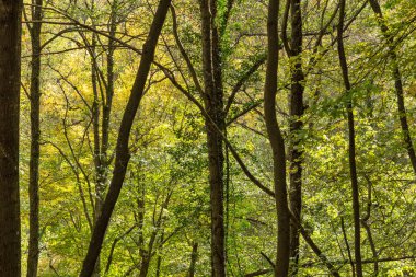Devin kasabası yakınlarındaki yeşil orman, Rodop Dağları, Bulgaristan